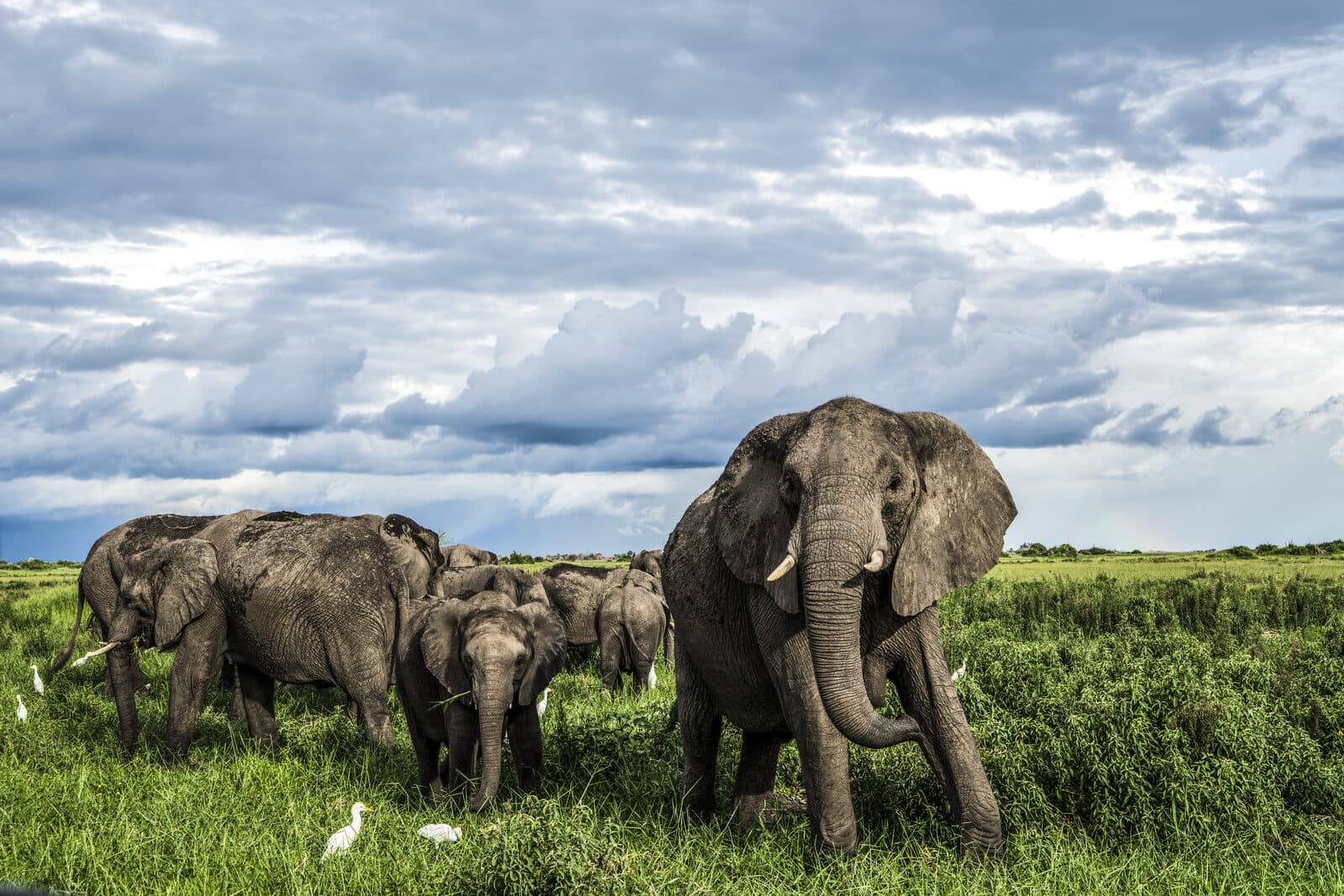 Duba Plains Camp gallery image 20