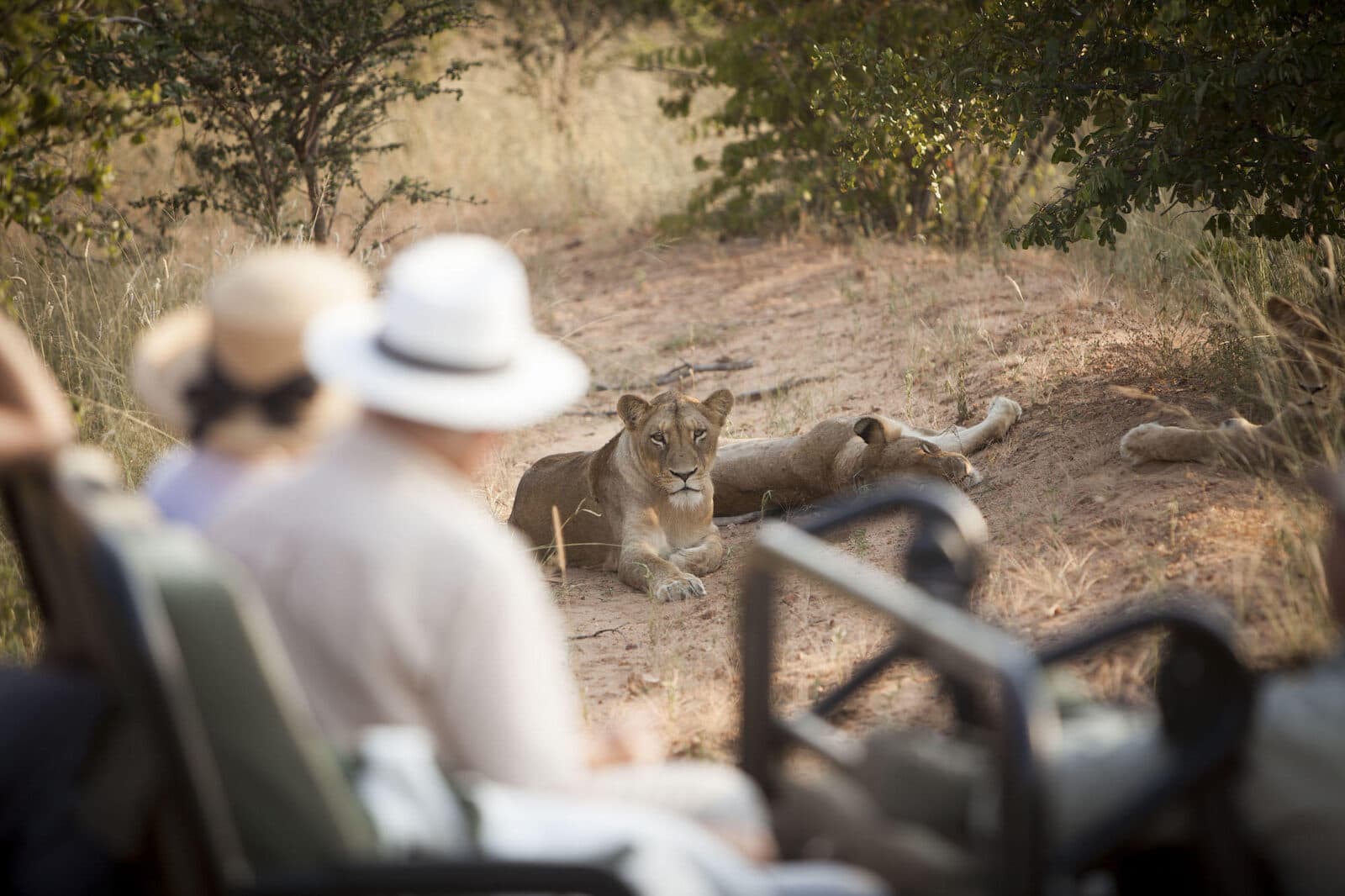 Kapama River Lodge gallery image 8