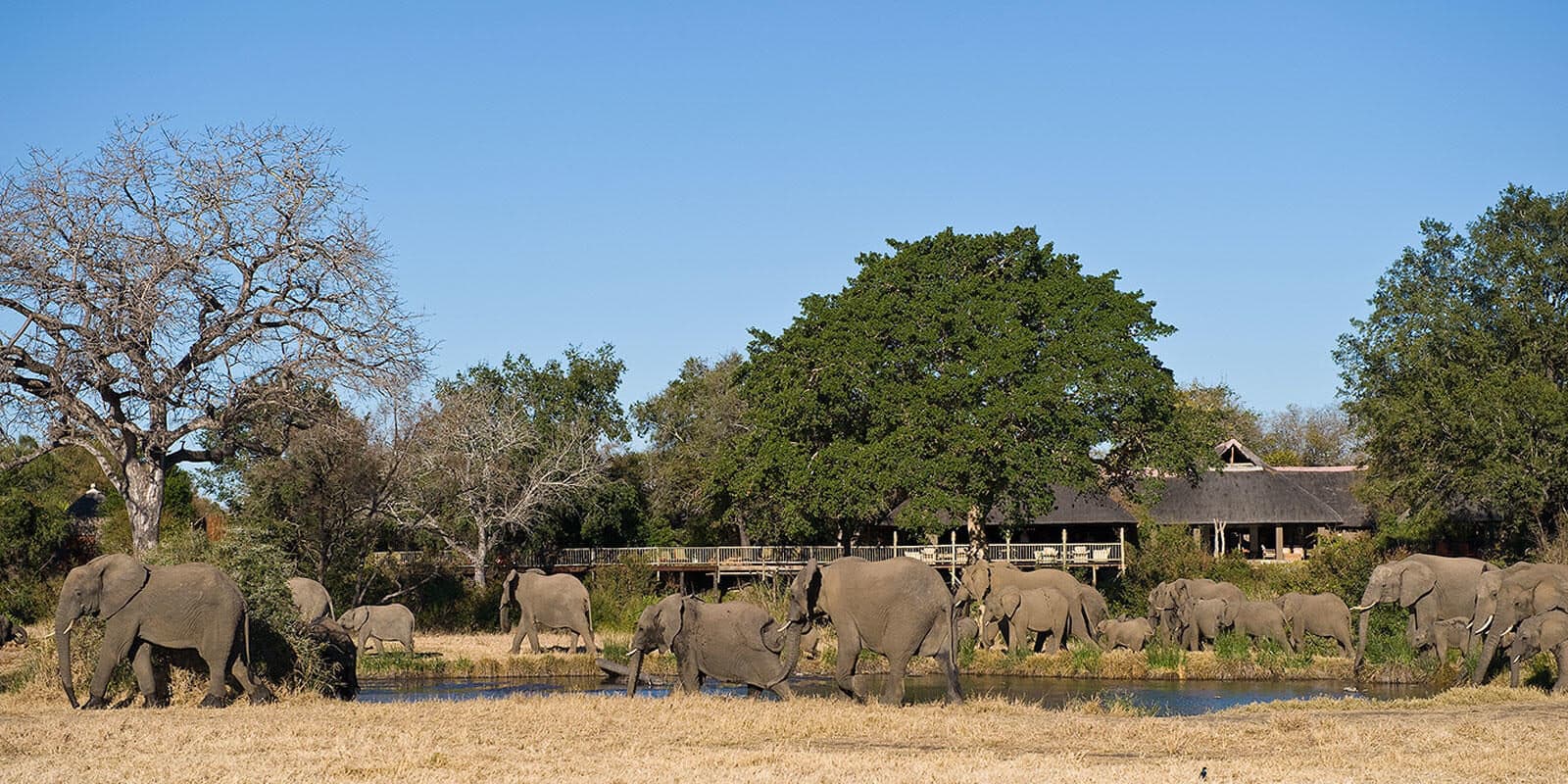 Sabi Sabi Bush Lodge gallery image 4