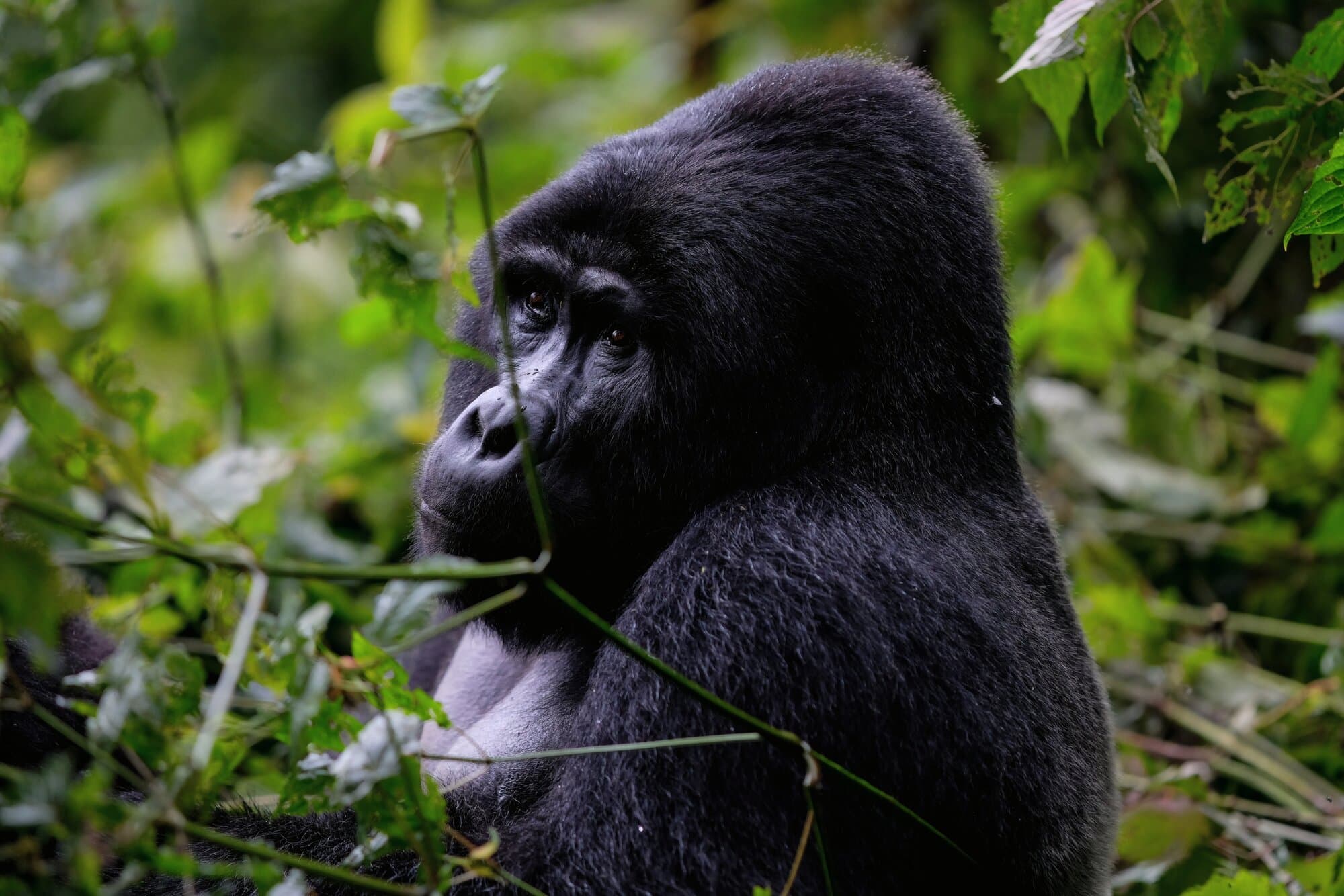 Gorilla Tracking