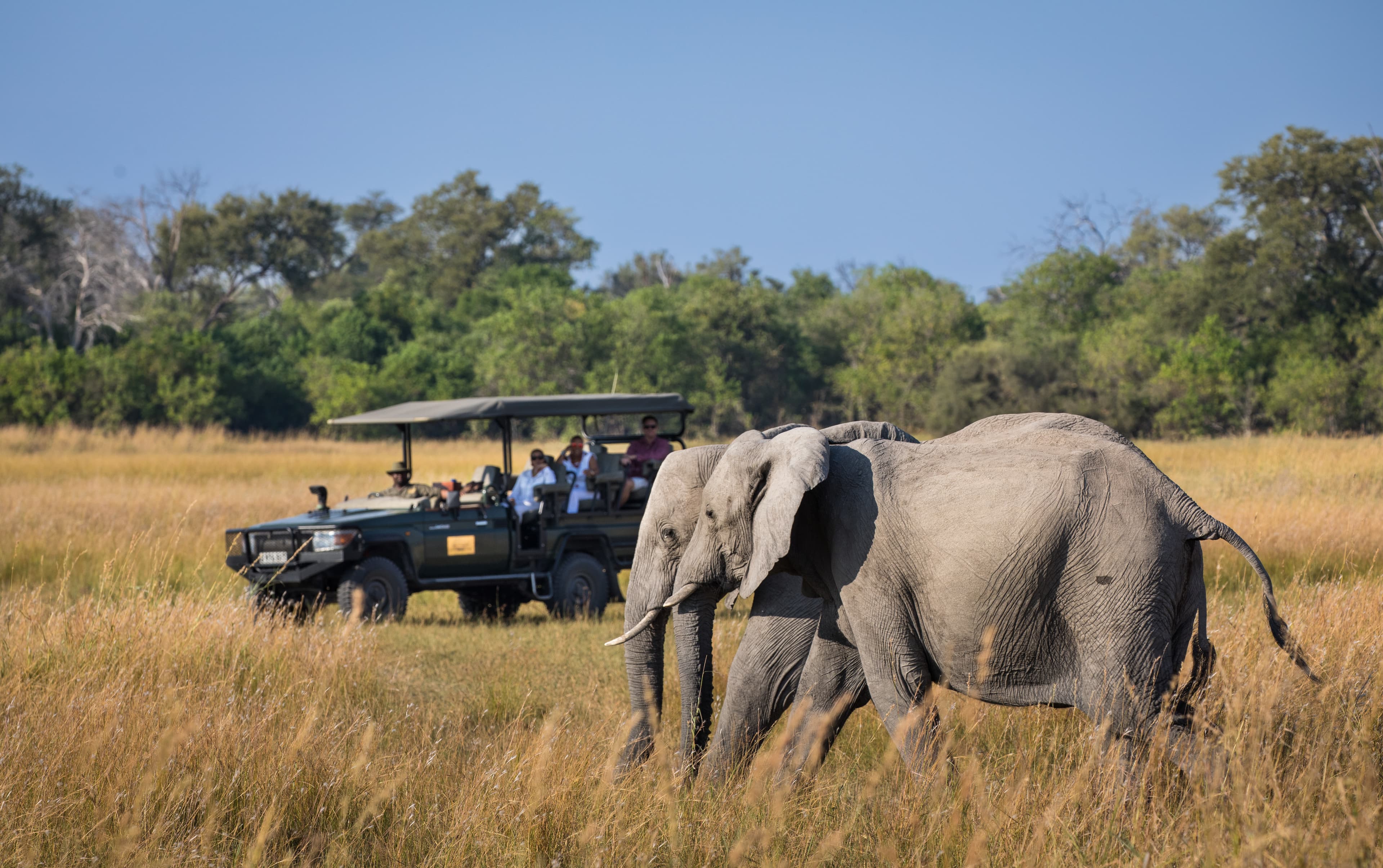 Game Drive safari experience