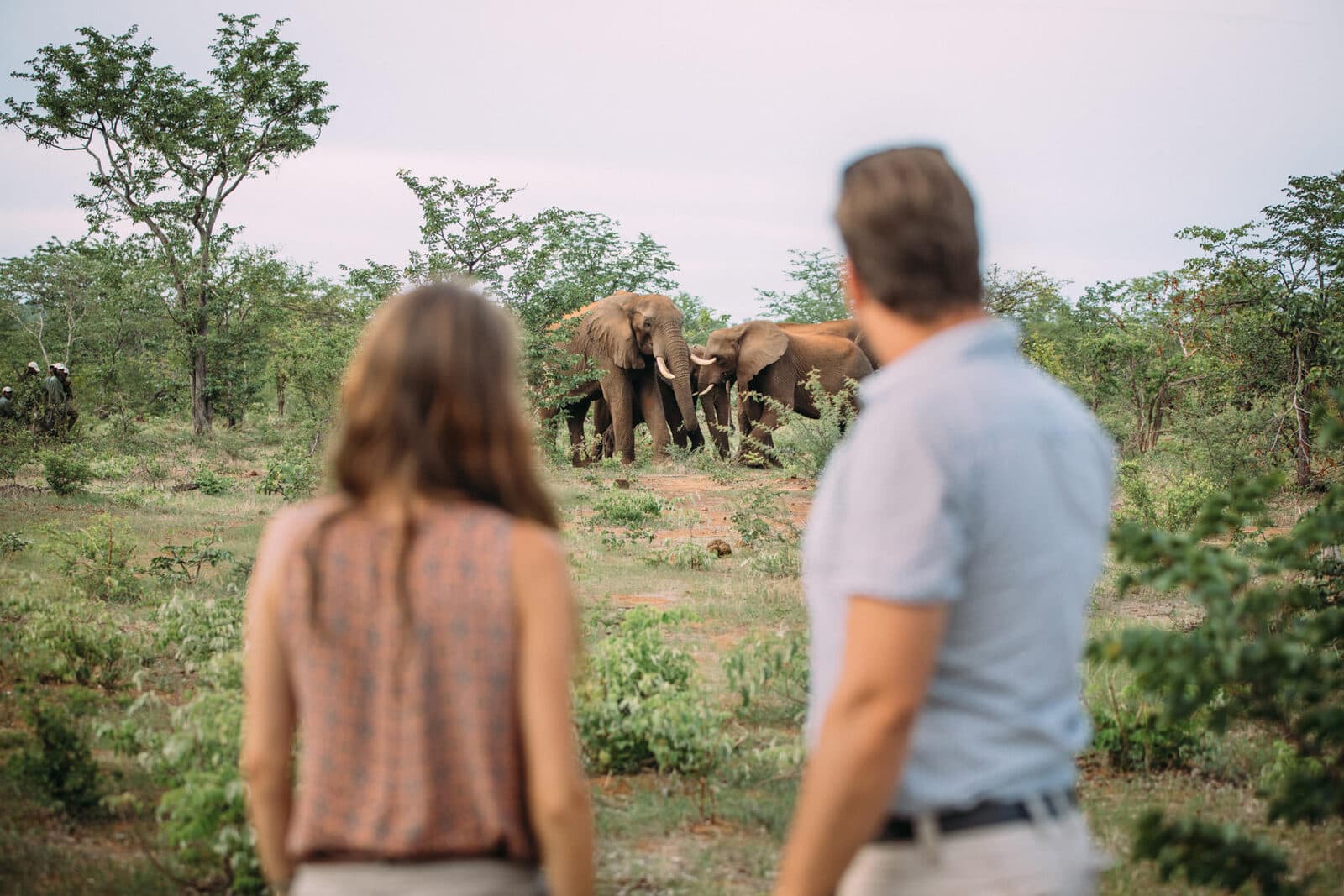 The Elephant Camp gallery image 6