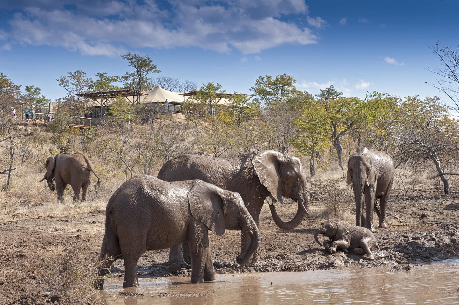 The Elephant Camp gallery image 12