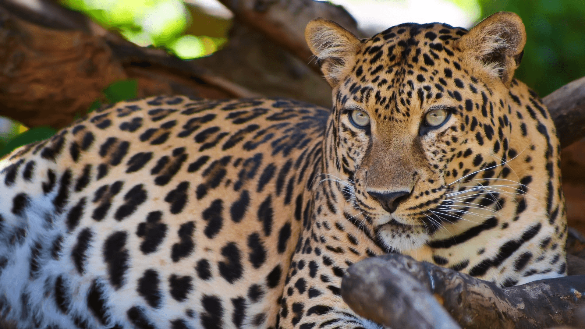 Safari Destinations