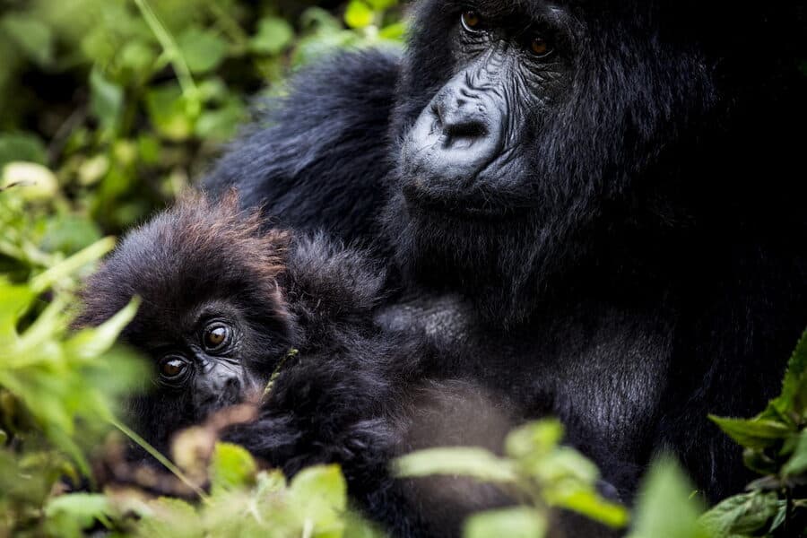 A silverback resting alongside a young gorilla