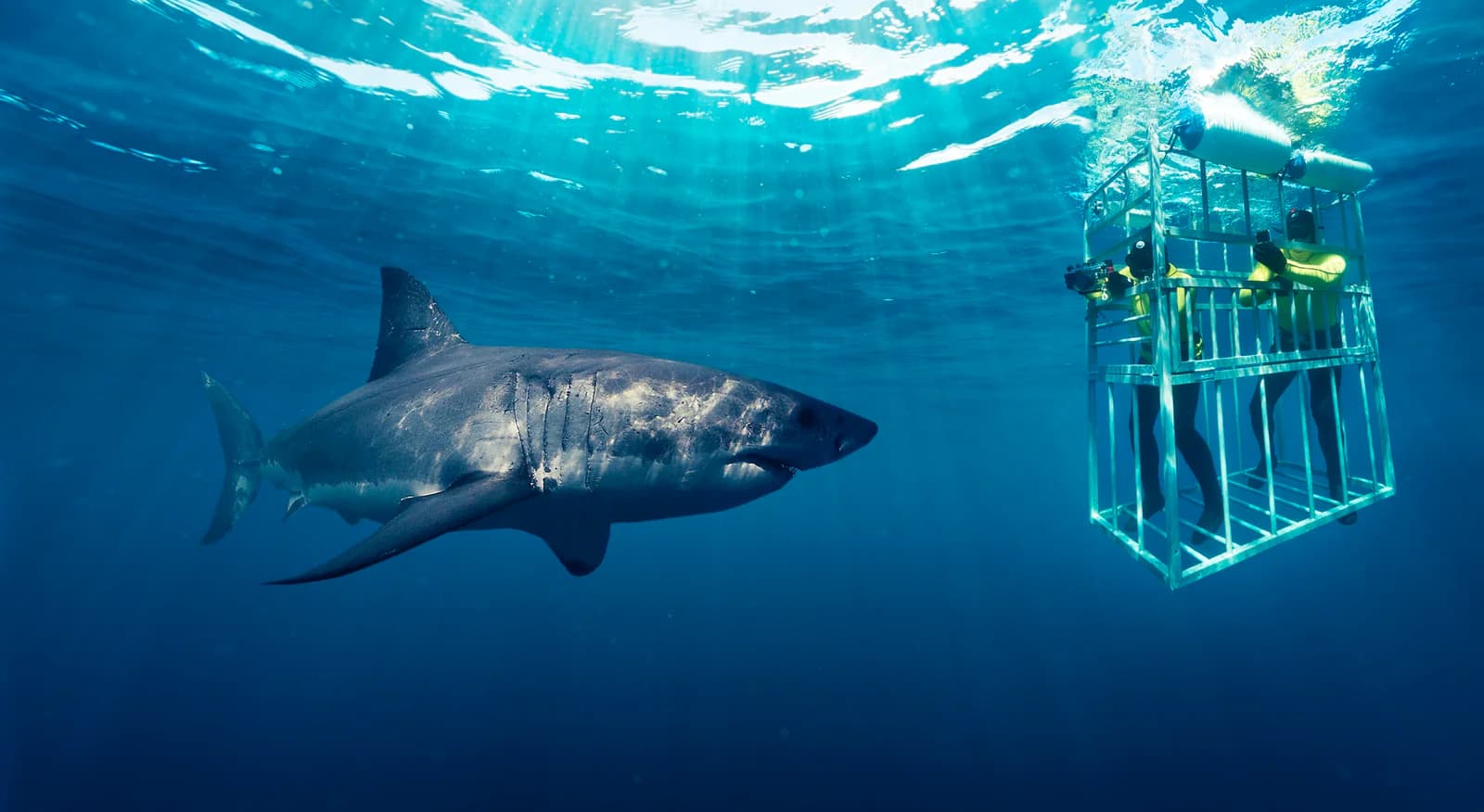 Great white shark cage diving
