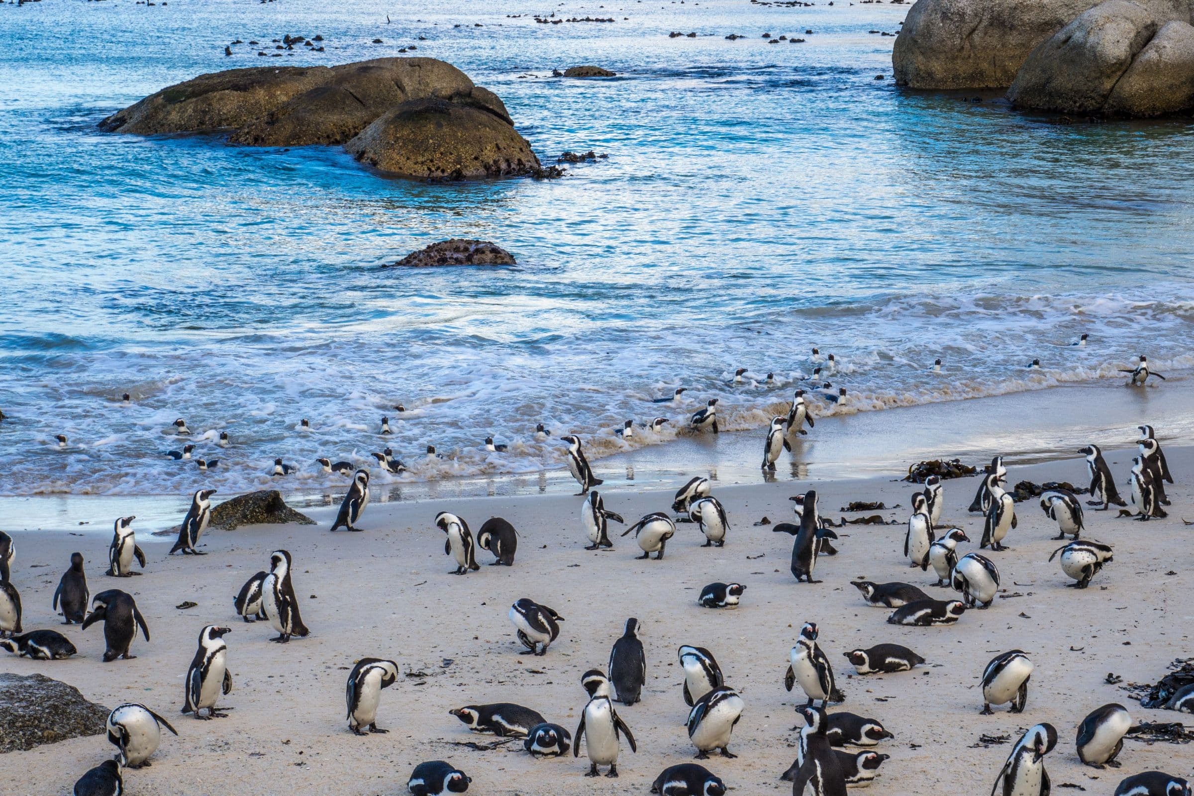 Boulders Beach Penguin Colony