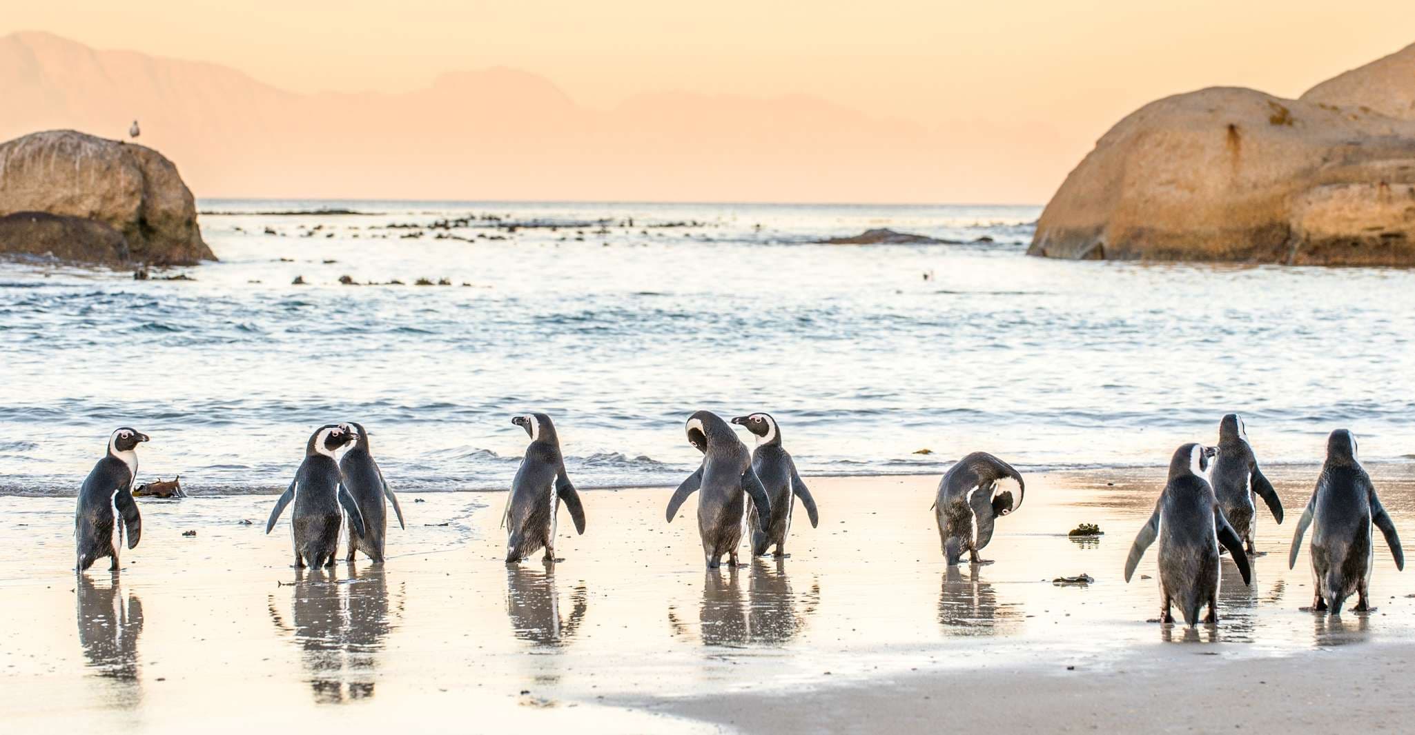 Marine Safari in South Africa