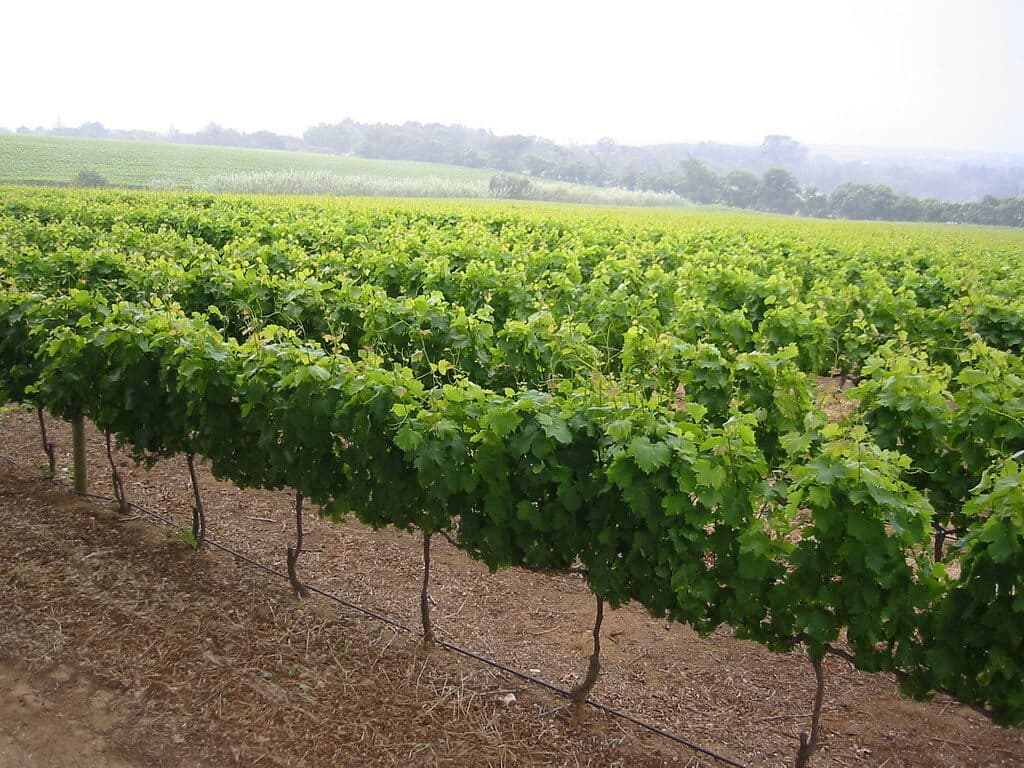 Cape Winelands vineyards